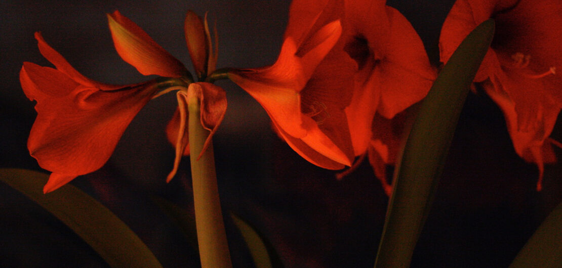 Amaryllis, Foto © Frieder Böhme