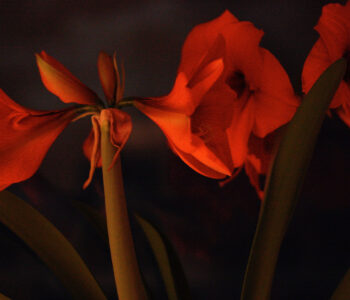 Amaryllis, Foto © Frieder Böhme